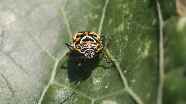 Eurydema ventralis. common name: Red Cabbage Bug