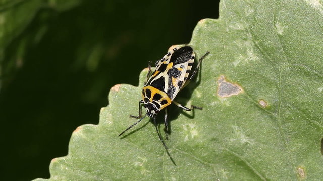 Red Cabbage Bug Eurydema ventralis
