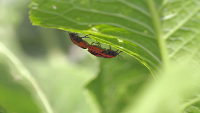 cabbage bedbug couple Eurydema ventralis
