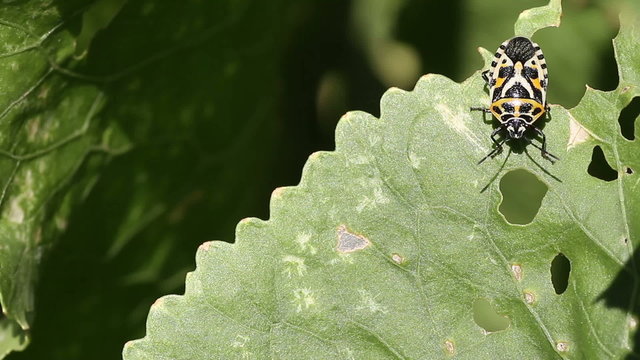 Eurydema ventralis. common name: Red Cabbage Bug