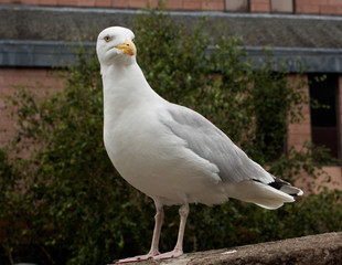 Seagull on a wall, begging for food