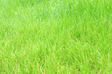 High resolution green grass background