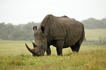 White Rhino