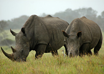 Fototapeta premium Pair of rhino