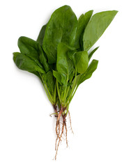 spinach with roots