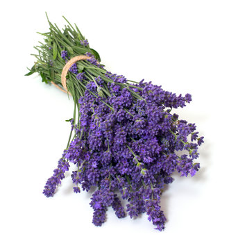 Fototapeta lavender