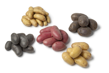 Variety of heirloom potatoes