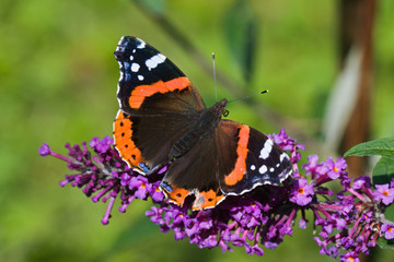 Red Admiral feeding on Summer lilac