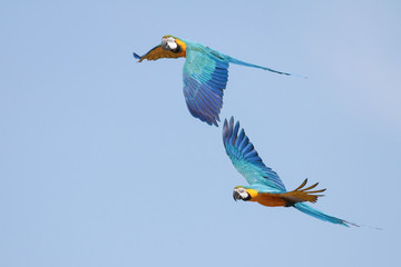 Macaws in Flight