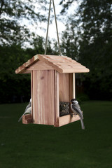 Bird feeder wirror