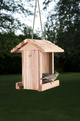 Chipping Sparrow