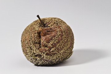 Verfaulter und alter Apfel
