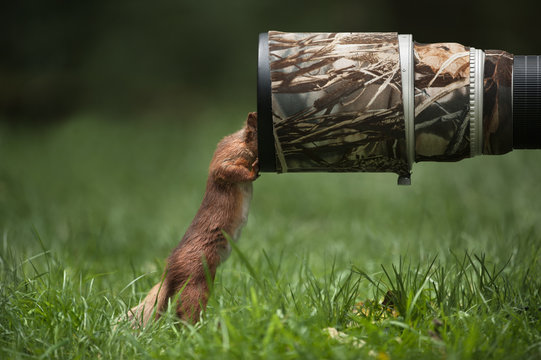Fototapeta Red Squirrel inspecting a camera lens.