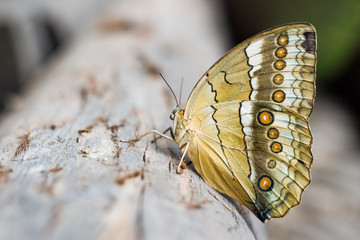 One butterfly on the wood. Wood background with insect