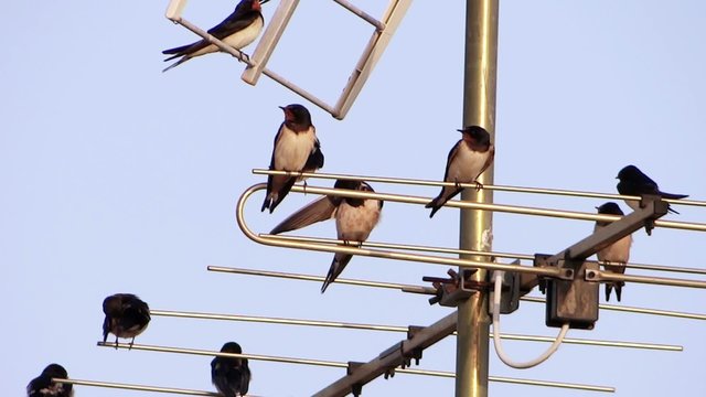 swallows on a tv antenna