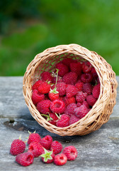 Fototapeta na wymiar fresh raspberries
