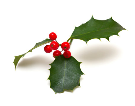 Holly leaf sprig with red berries, isolated over white backgroun