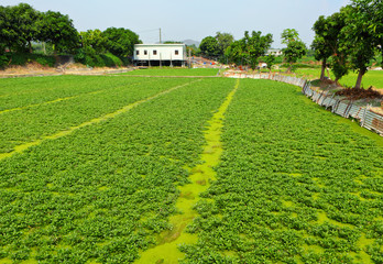 field
