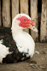 Turkey cock on a farm