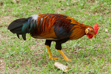 Colorful rooster standing