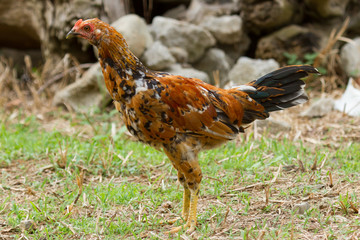 Colorful rooster standing