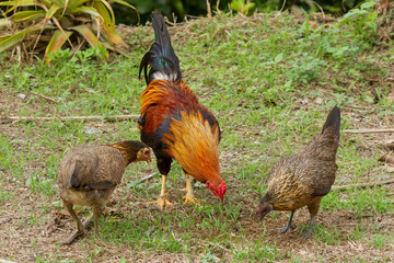 Colorful rooster standing with his chicks