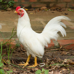 White rooster standing