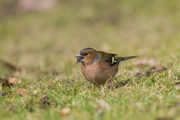 Buchfink (Fringilla coelebs)