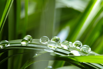 Obrazy  krople wody na zielonej trawie