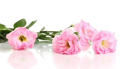 bouquet of eustoma flowers, isolated on white