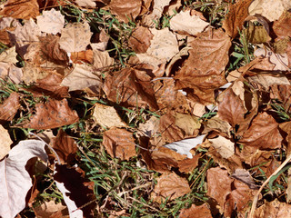 background of autumn leaves