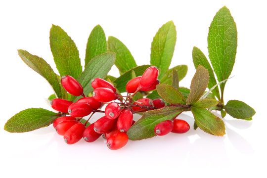 ripe barberries on branch with green leaf isolated white