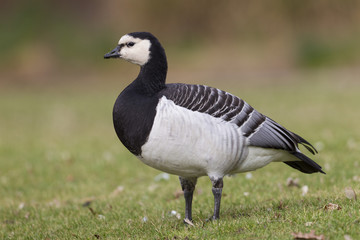 Weißwangengans (Branta leucopsis)