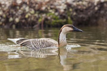 Schwanengans (Anser cygnoides)