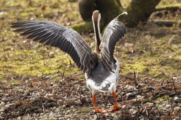 Schwanengans (Anser cygnoides)