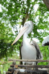 The portrait of White Pelican in the zoo.