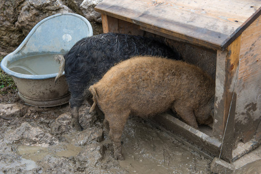 Schweine am Trog