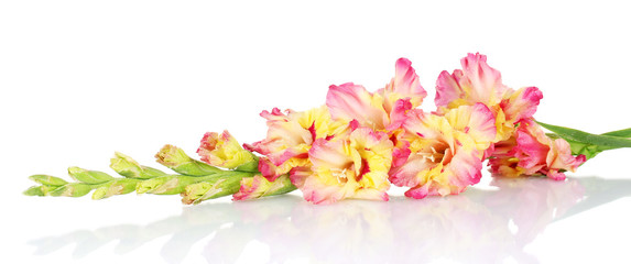 branch of yellow-pink gladiolus on white background close-up