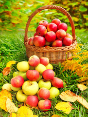 Red and yellow apples in the basket. Autumn at the rural garden.