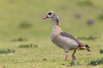 Nilgans (Alopochen aegyptiacus)