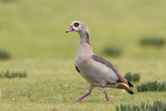 Nilgans (Alopochen aegyptiacus)