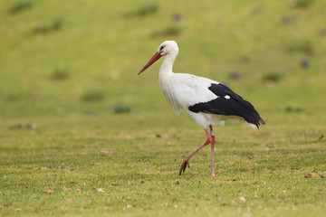 Weißstorch (Ciconia ciconia)