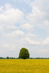 einsame Eiche im Getreidefeld