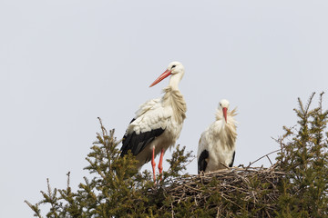Weißstorch (Ciconia ciconia)