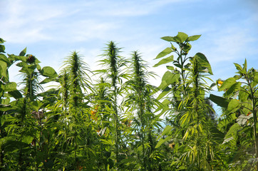 Obraz premium Canabis Sativa and Sunflowers