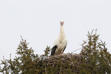 Wei&szlig;storch (Ciconia ciconia)