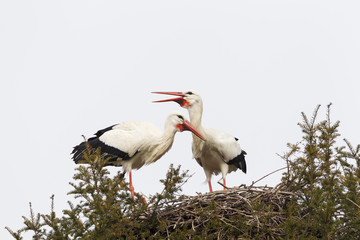 Weißstorch (Ciconia ciconia)