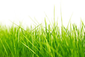 green grass background