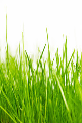 natural green background with selective focus