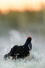 The Black Grouse or Blackgame (Tetrao tetrix).